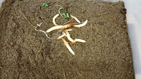 - Sandgropers digging into soil