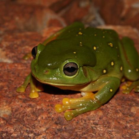 Splendid tree frog - Photo by Paul Doughty Image copyright of WA Museum