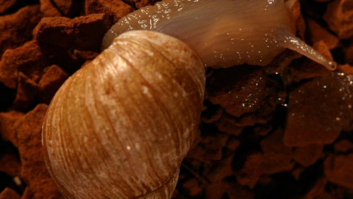 Bothriembryon sp. - Image copyright of WA Museum A large snail crawling over the bright red dirt of the Pilbara