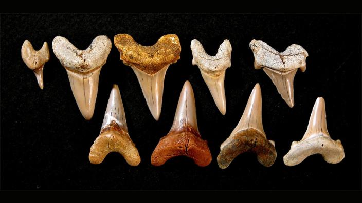 Image copyright of WA MuseumPhoto by Geoff Deacon