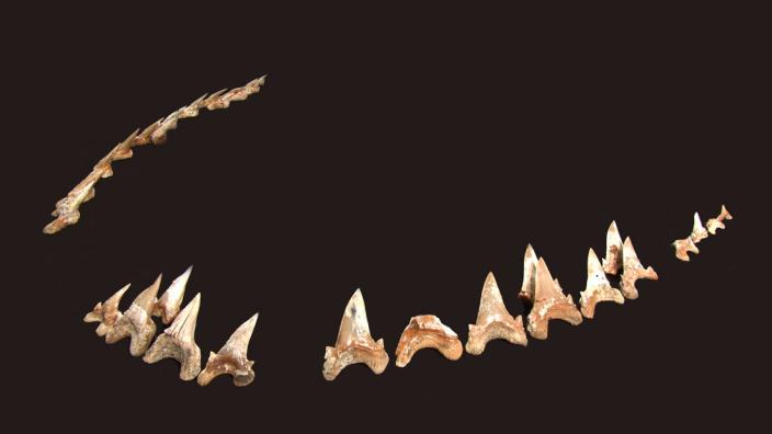 Extinct, Giant Shark - Cardabiodon ricki - Lower jaw teeth - Image copyright of WA Museum A series of shark teeth assemble to resemble its jaw line