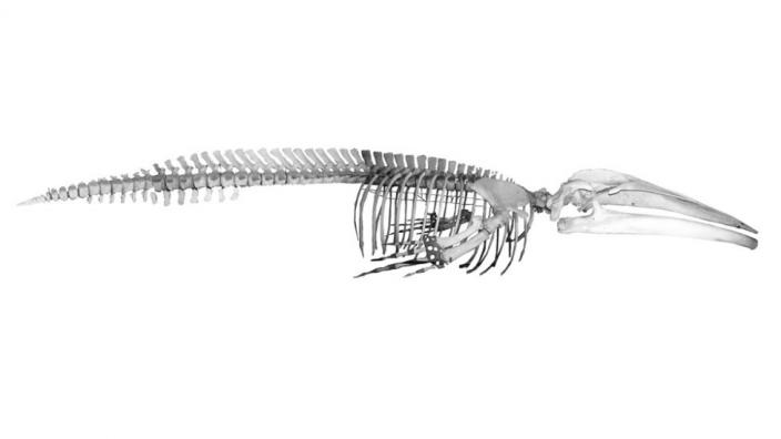 The Blue Whale Skeleton of a Blue Whale