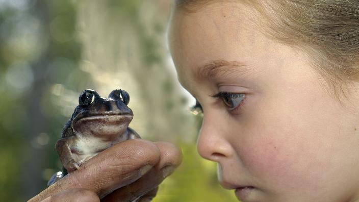Ciara Thornett with a Frog A young girl looking closely at a frog