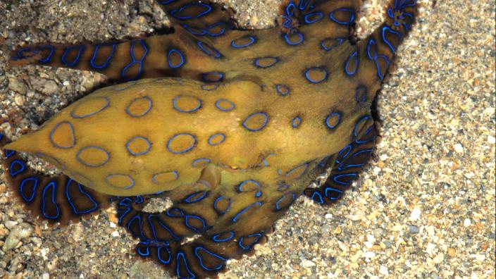 Hapalochlaena <em>sp.</em> - Photo by Clay Bryce, image copyright WA Museum A blue-ringed Octopus swimming near the sea floor