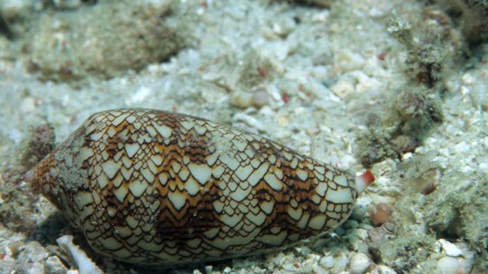 Cone Shaped Snail