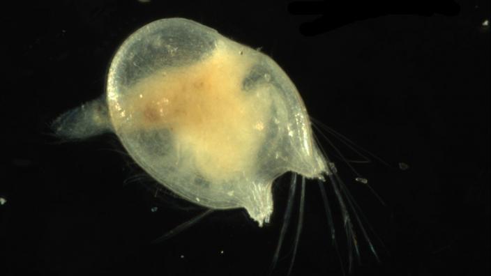 Image copyright of WA Museum