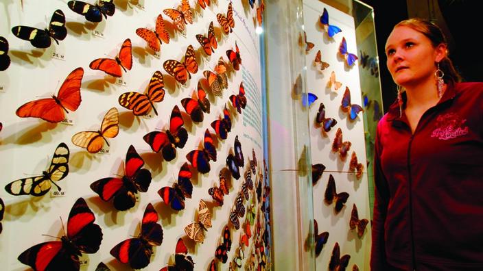 The Butterfly Gallery Image copyright of the WA Museum Photo from WA Museum