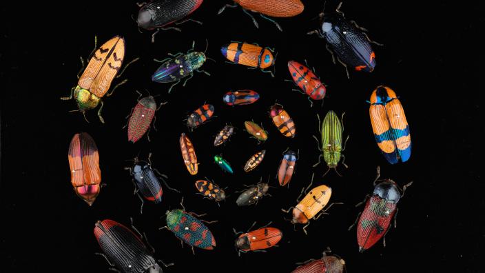 Jewel Beetles Many beetles of different sizes and colours arranged in circles Image copyright WA Museum