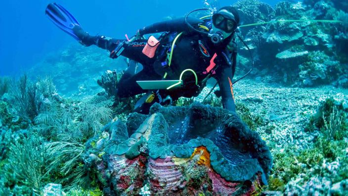 One of several species of Giant Clam, Tridacna gigas, from Ashmore Reef - Photo by Clay Bryce A giant clam with a diver swimming nearby