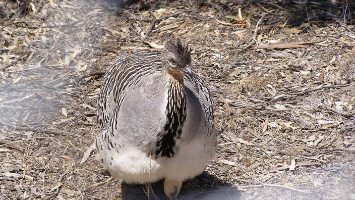 Malleefowl, Yongergnow Malleefowl Centre, Ongerup, Western Australia - Image available under the GNU Free Documentation License Image from user Kr.afol (http://en.wikipedia.org/wiki/User:Kr.afol) at en.wikipedia