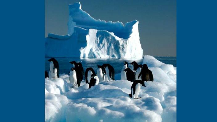Adelie penguins near Davis Station - Photographer F. Olivier, Australian Antarctic Division Adelie penguins standing near a large iceberg