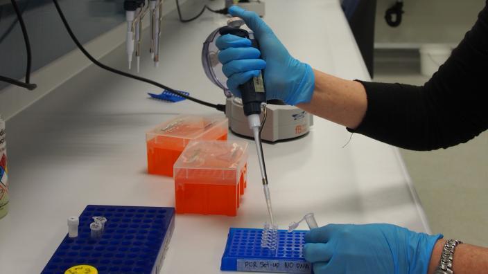 The Molecular Systematics Lab - Image copyright WA Museum Running a PCR Analysis