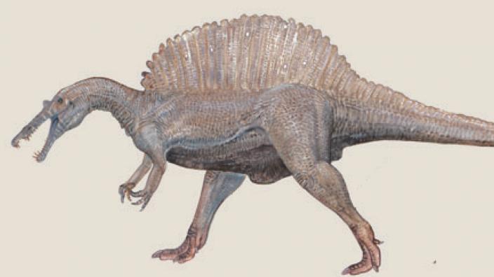 Spinosaurus aegyptiacus, a 15 metres long theropod dinosaur from northern Africa - Image copyright WA Museum A spinosaurus walking