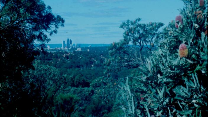 Tree of an urban bush land in Perth with the skyline in the background
