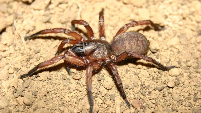 A big spider walking on the sand