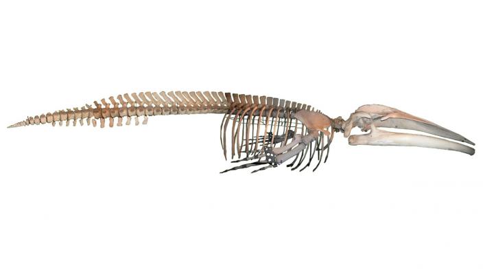 A full blue whale skeleton on a plain background