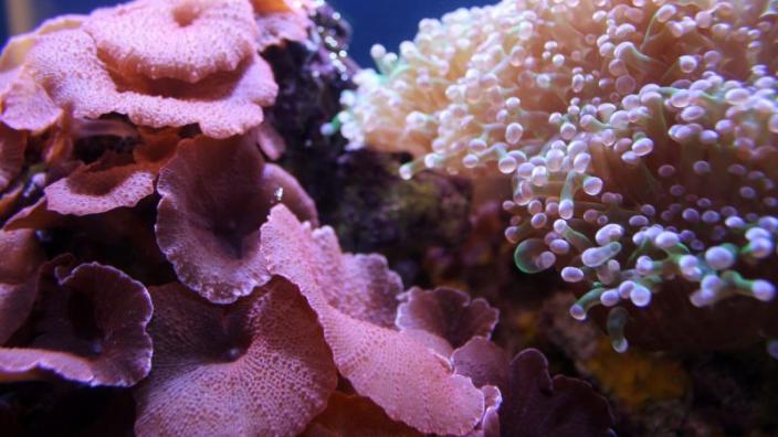 Coral "Pink and white coral reef"