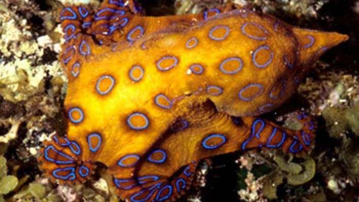 Hapalochlaena sp Blue Ringed octopus, a significant species from the area  Photo by Clay Bryce