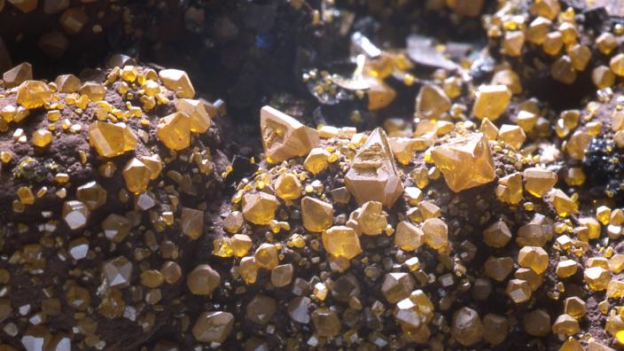 Image courtesy of the Western Australian Museum