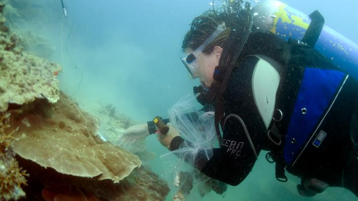 Diver underwater inspecting the coral King and Conway Island Station 86 Copyright WA Museum
