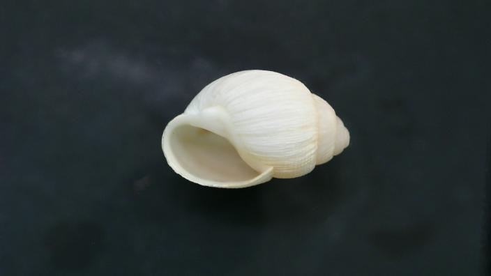 Recently collected shell of Bothriembryon whitleyi from Geraldton - Copyright Western Australian Museum Recently collected shell of Bothriembryon whitleyi from Geraldton