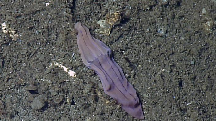 - Copyright Scripps Institution of Oceanography Xenoturbella churro