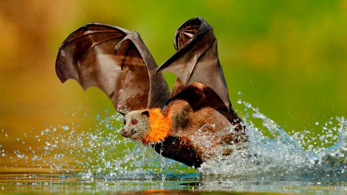 Image copyright of Ofer Levy