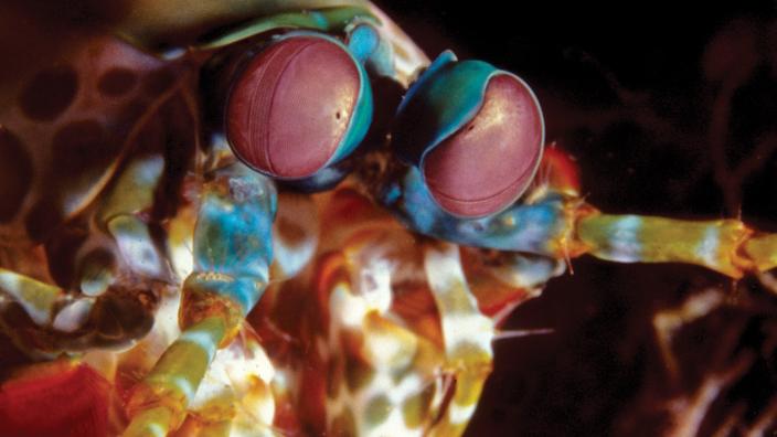<span style="font-weight:normal">Odontodactylus Scyllarus</span>, commonly known as Harlequin Mantis Shrimp. - Image copyright of WA Museum A colourful Mantis Shrimp