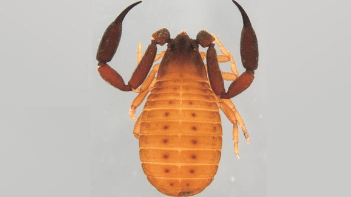 Image copyright of WA Museum
