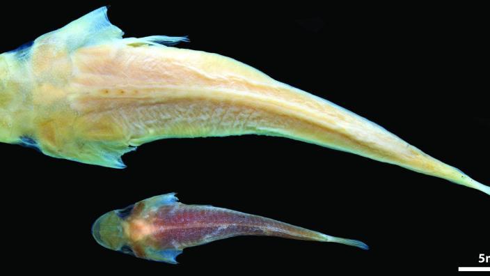 Duckbilled Clingfish specimens - Image courtesy Western Australian Museum, Dr Glenn Moore. Texas A&M University, Dr Kevin Conway. Duckbilled Clingfish specimens