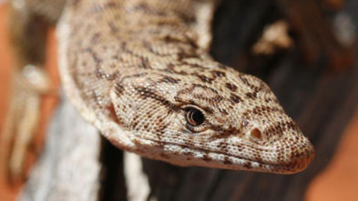 Tree goanna - Varanus caudolineatus Image copyright of WA Museum Photo by Paul Doughty