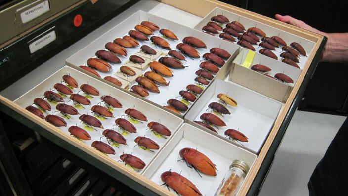 A beetle tray from the Museum's insect collection