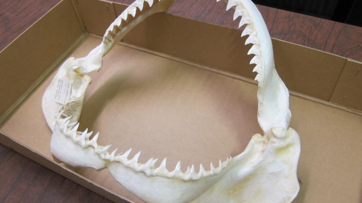 A preserved shark's faw from the Museum's ichthyology (fishes) collection