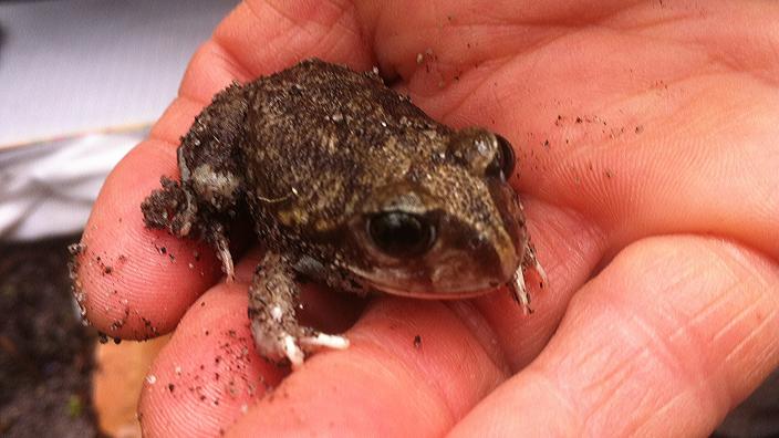 A moaning frog discovered near one of the sites