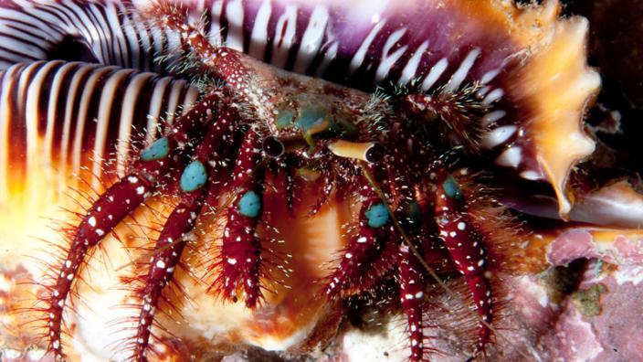 Hermit crab in murex shell, taken in Fiji