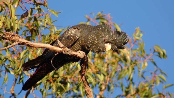 Forest Red-tailed Black Cockatoo