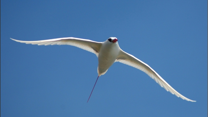 Red-tailed Tropicbird - Peter Mortimer, WA Museum Red-tailed Tropicbird