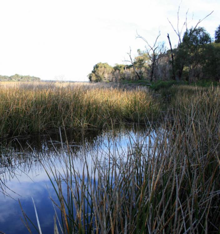 River running besides a field with long grasses growing at waters edge