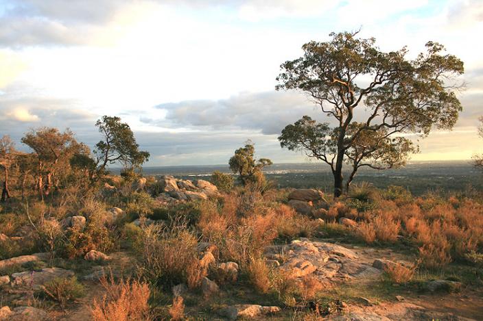 Landscape of the Darling Ranges, a rocky hill top with a great tree reaching up