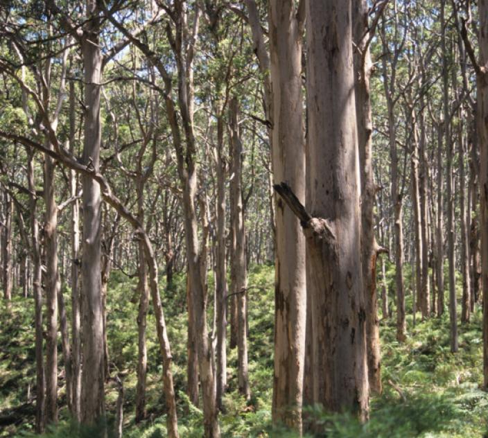 Hundreds of tree trunks, with the dappled sun beaming through the branches