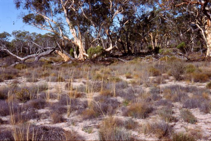 Dry dusty ground with patches of grass and trees on the horizon