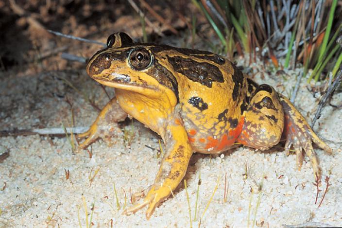 Western Banjo Frog