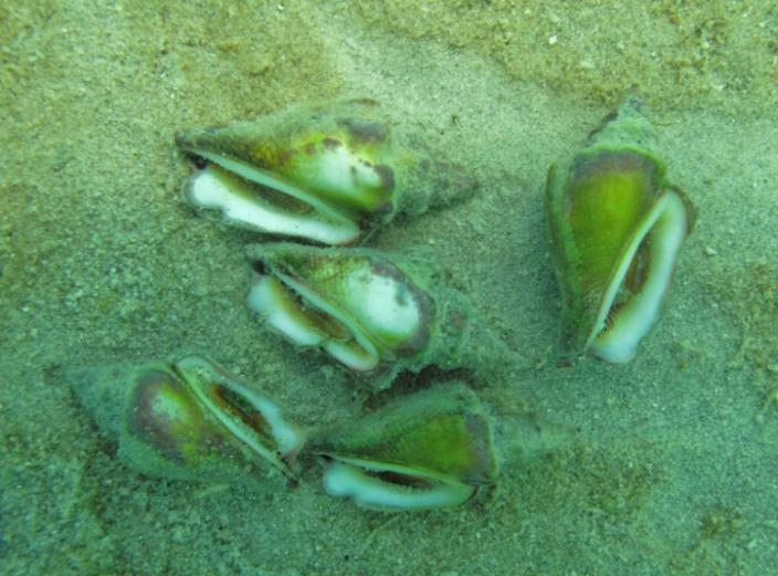 A collection of shells on the shore line