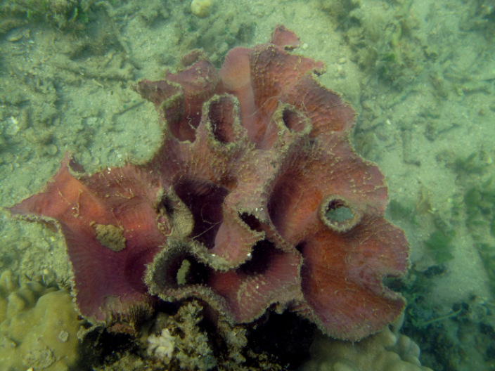 A red sponge anchored to the sea floor