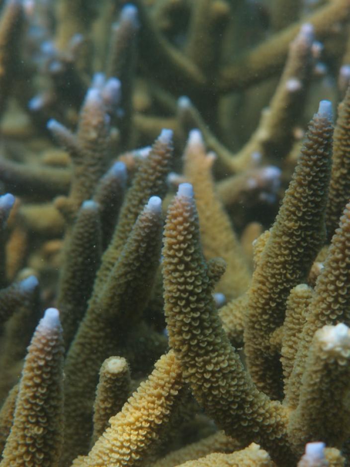 Close up view of coral heads