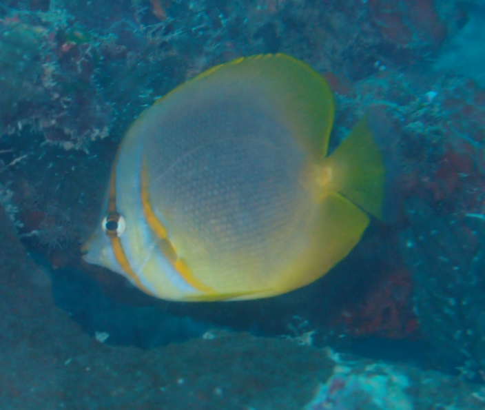 A large heart shaped tropical fish