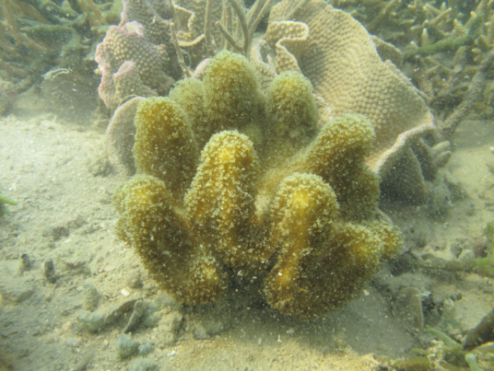 A mound of yellow-green coral