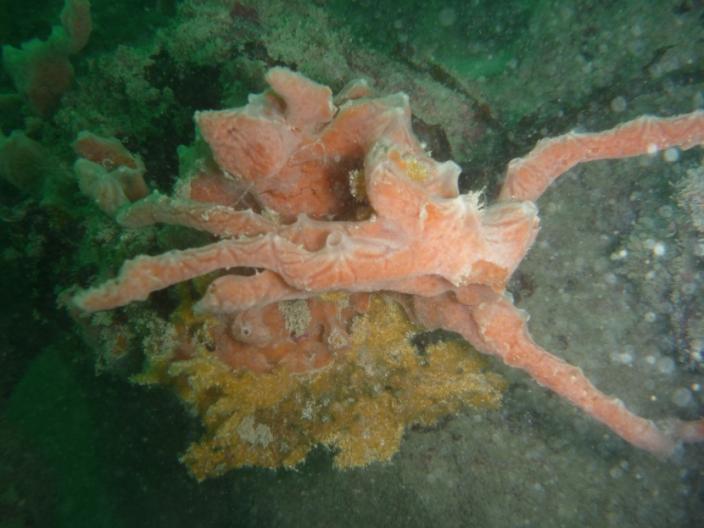 A pink sponge anchored to the sea floor
