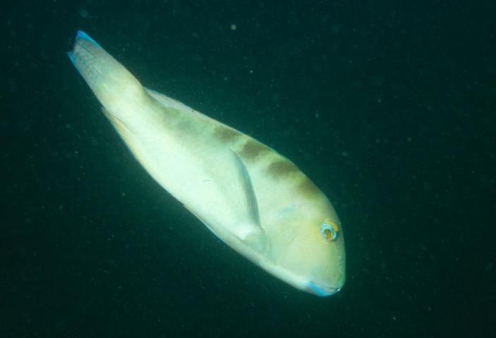 A large fish swimming through the ocean