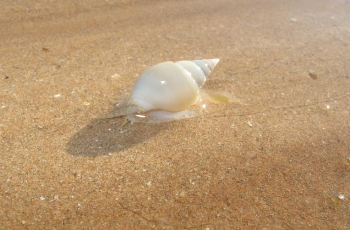 A conch shell on a sandy beach